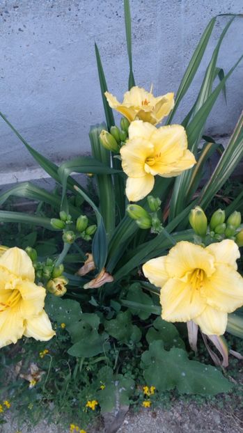  - 2017 Hemerocallisi