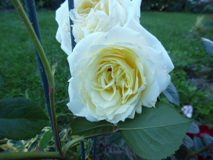  - necunoscut cumparat Graham Thomas