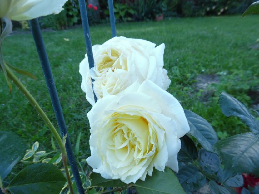  - necunoscut cumparat Graham Thomas