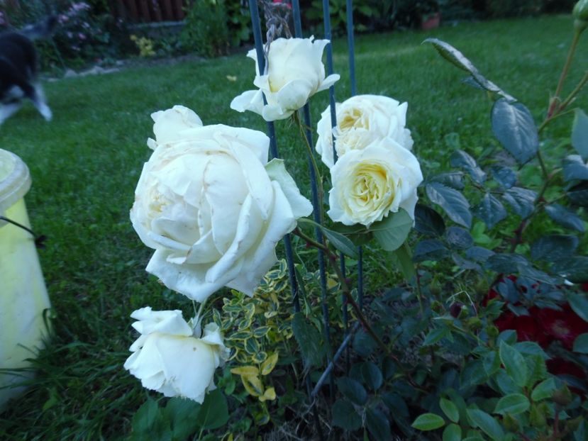  - necunoscut cumparat Graham Thomas