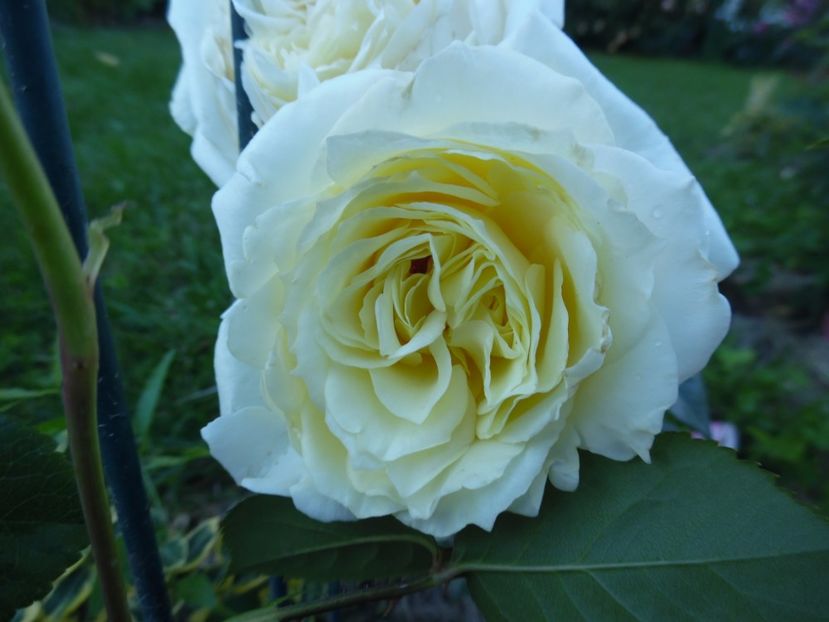  - necunoscut cumparat Graham Thomas