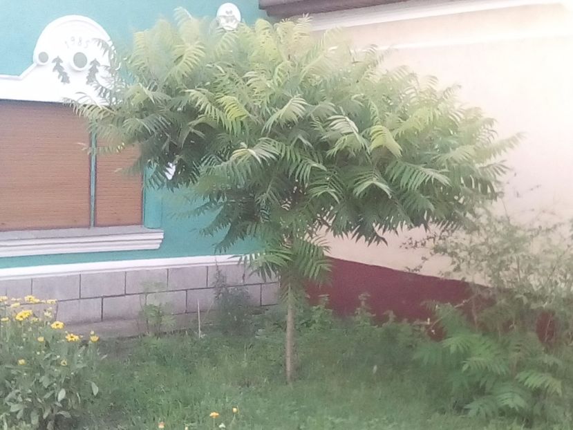 iun 2017 - Rhus typhina