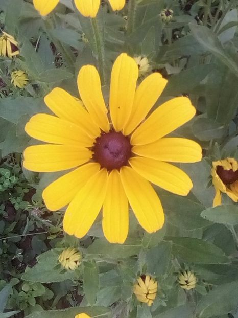  - Rudbeckia