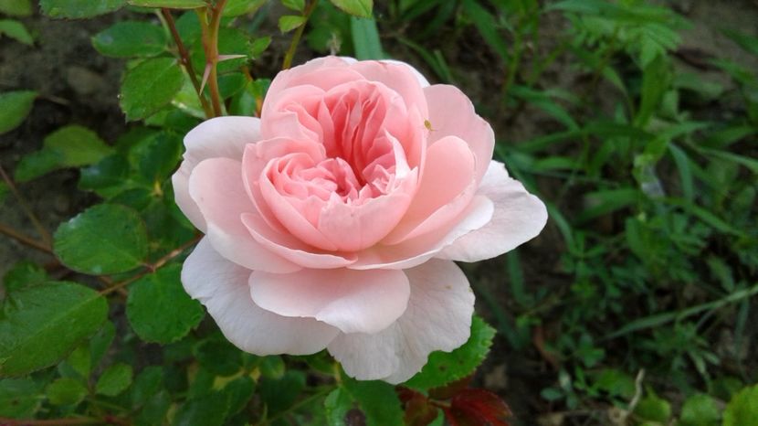  - Poulsen - The Faun rose