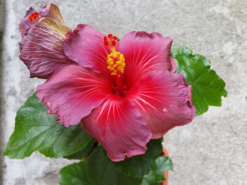 23-06-2017 - Electric blue