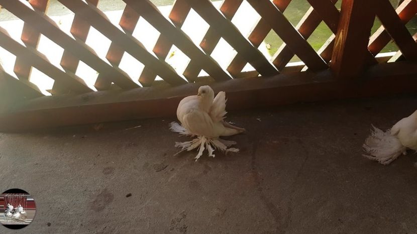 audi (20) - pui 2017