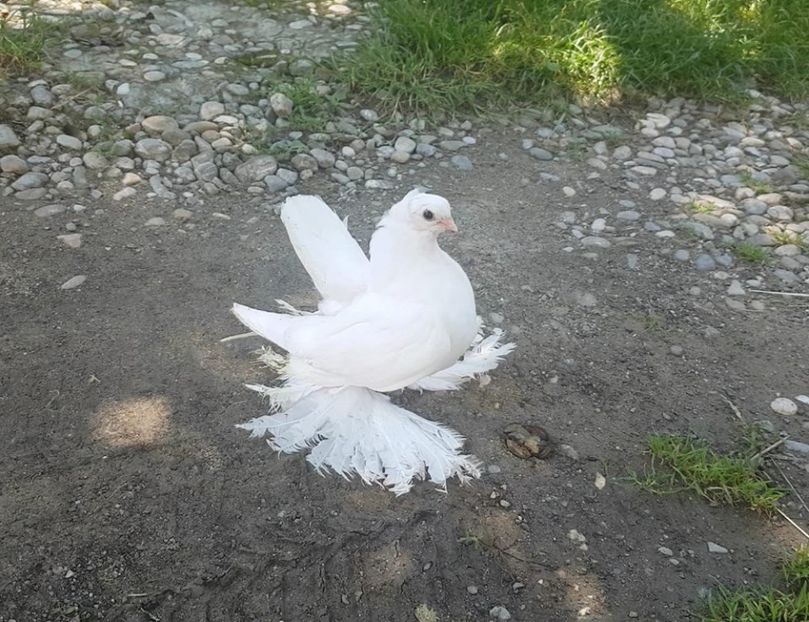 audi (15) - pui 2017