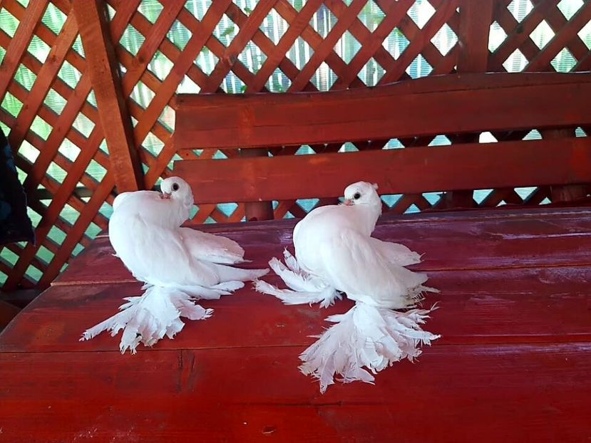 audi (16) - pui 2017