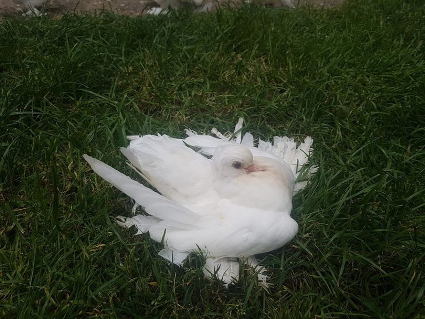 audi (18) - pui 2017