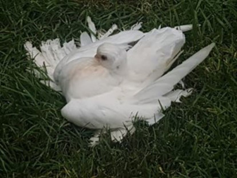 audi (25) - pui 2017