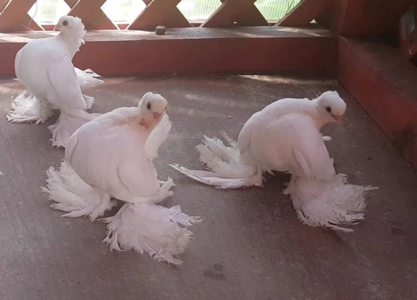 audi (26) - pui 2017