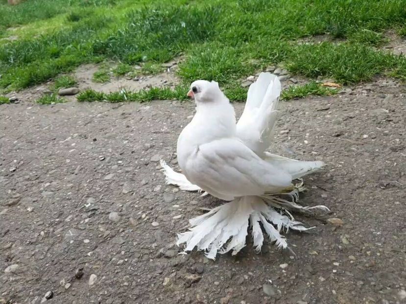 audi (28) - pui 2017