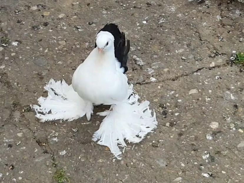 audi (10) - pui 2017