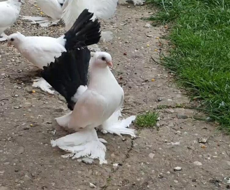 audi (11) - pui 2017