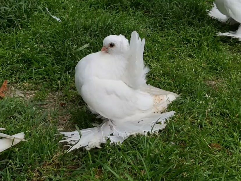 audi (12) - pui 2017