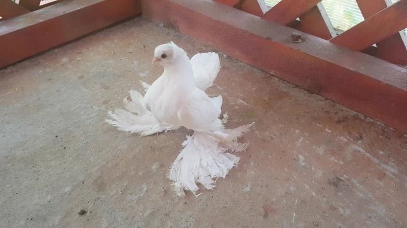 audi (13) - pui 2017