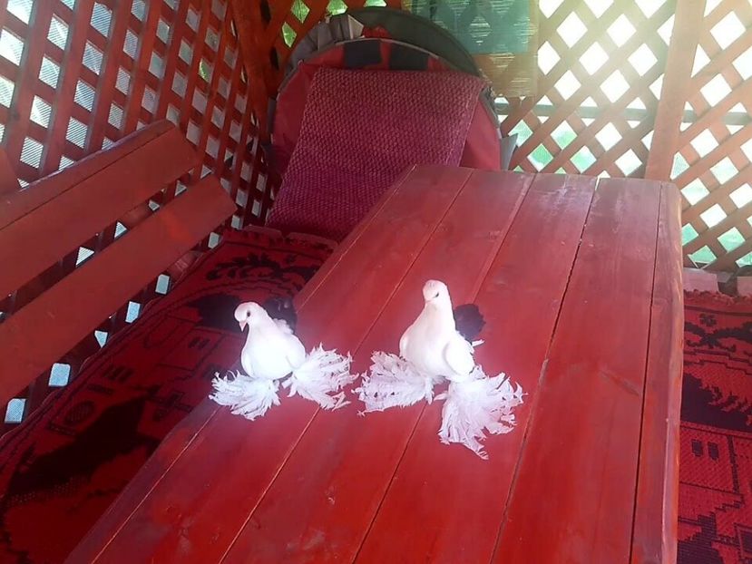 audi (14) - pui 2017