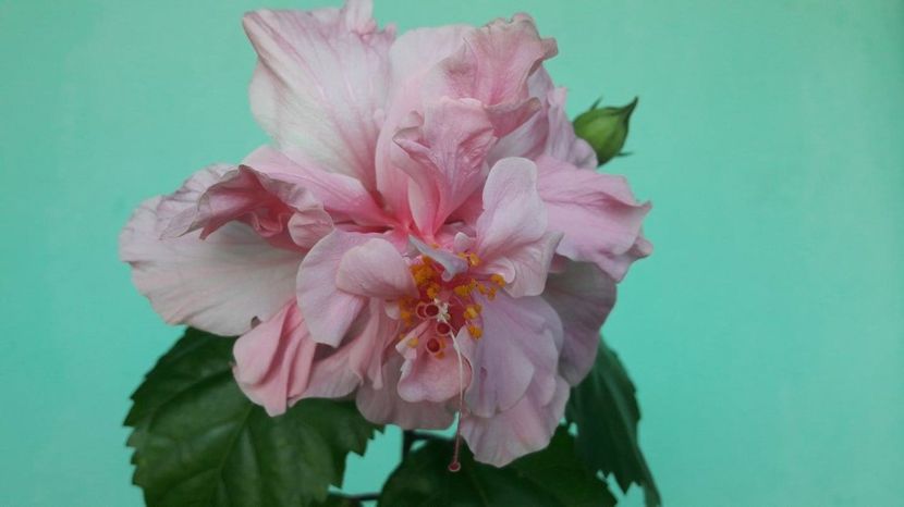  - HIBISCUS KONA