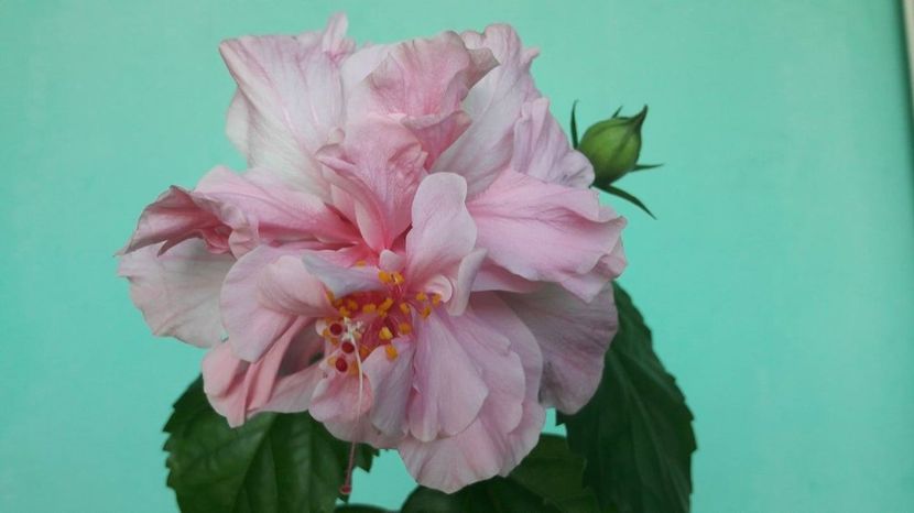  - HIBISCUS KONA