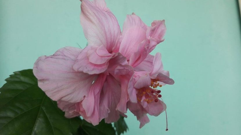  - HIBISCUS KONA