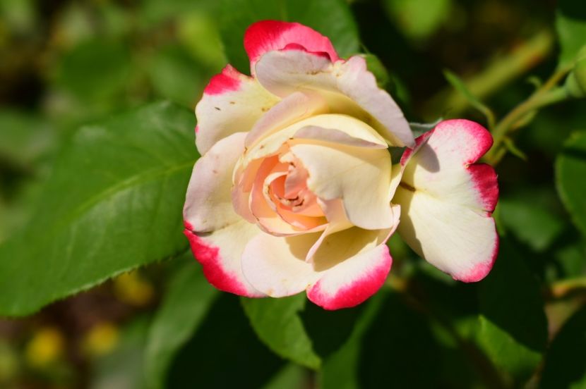  - Jubilee du Prince de Monaco