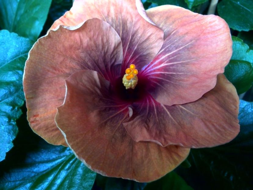 WIN_20170623_094945 - Tahitian Dark Congo