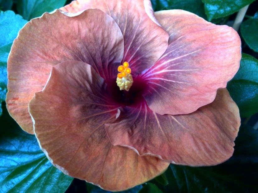 WIN_20170623_094949 - Tahitian Dark Congo