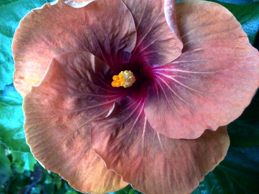 WIN_20170623_095016 - Tahitian Dark Congo