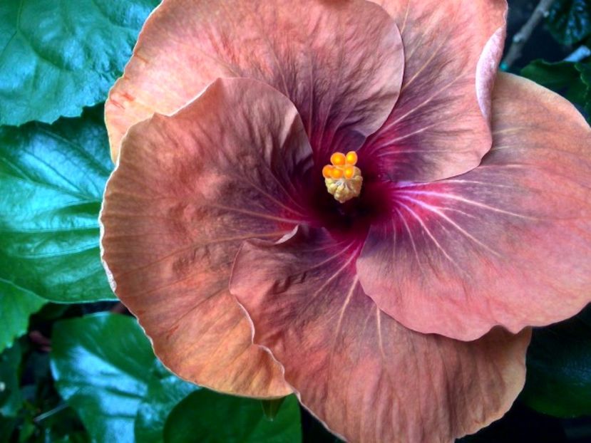 WIN_20170623_095029 - Tahitian Dark Congo