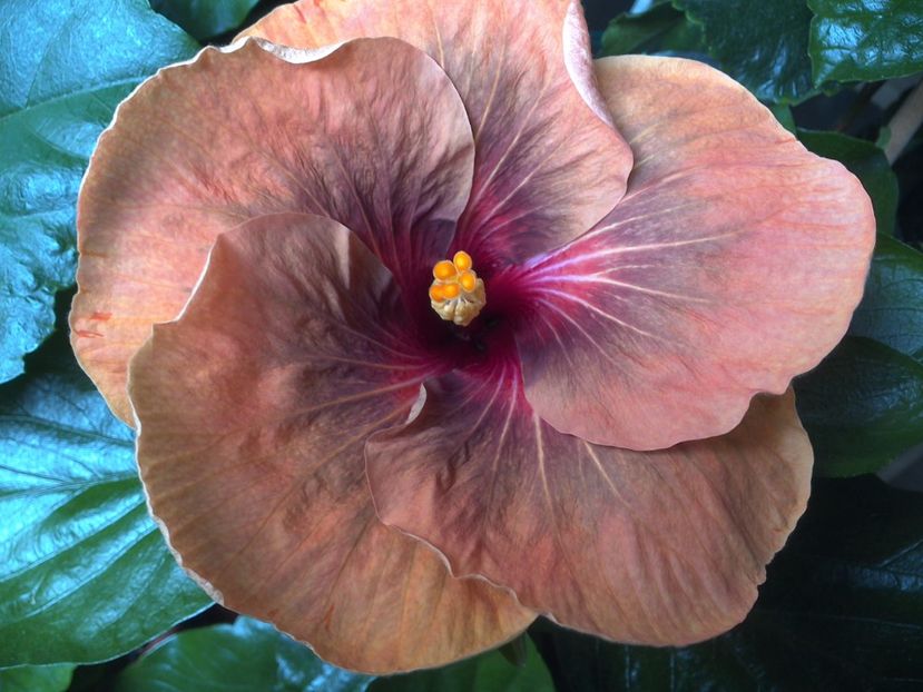 WIN_20170623_095256 - Tahitian Dark Congo