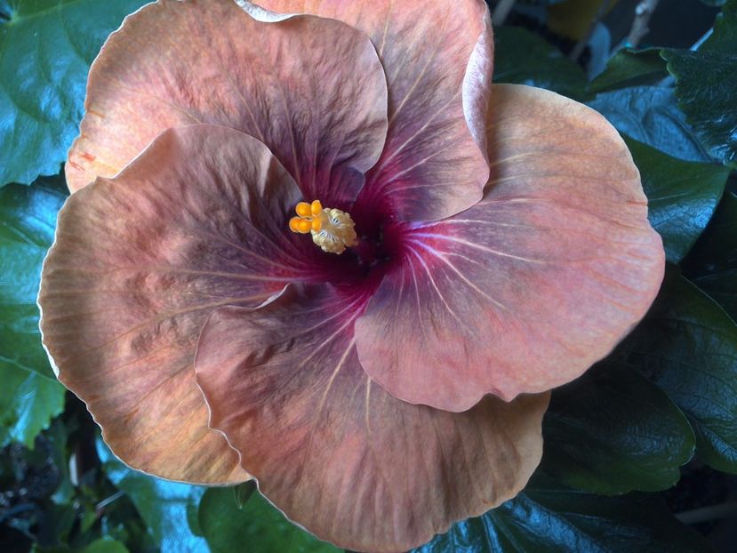 WIN_20170623_095308 - Tahitian Dark Congo