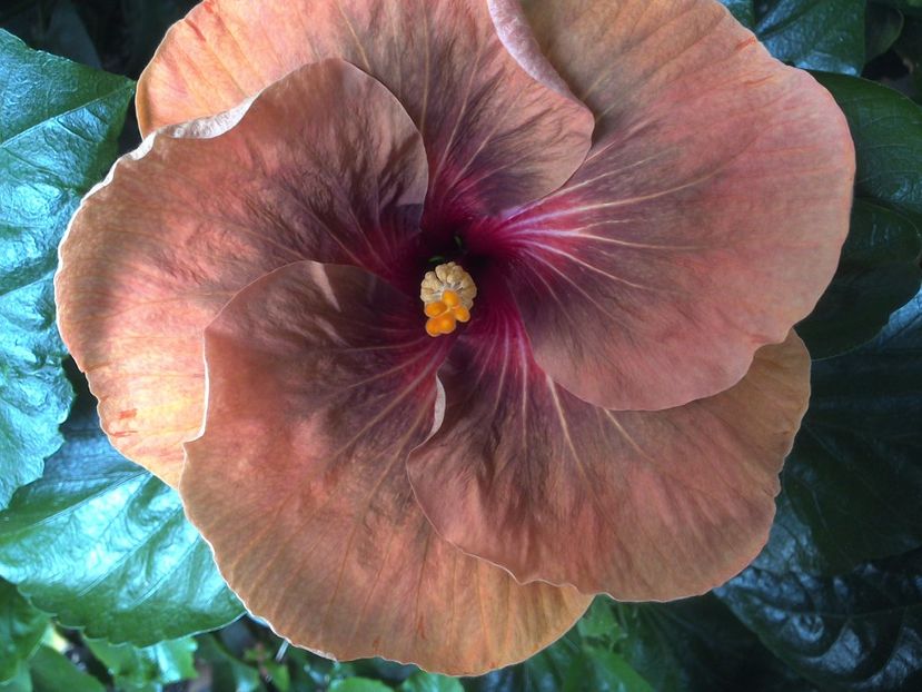 WIN_20170623_095533 - Tahitian Dark Congo