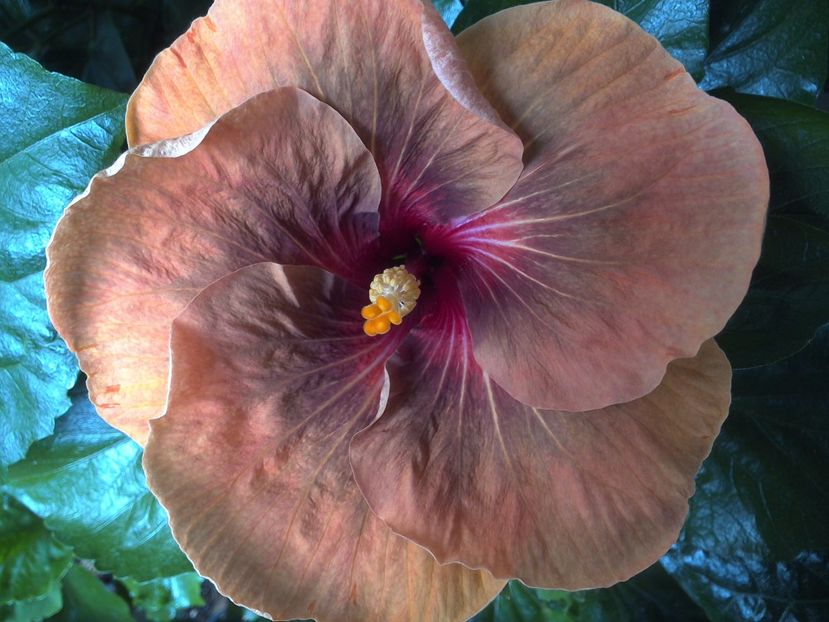 WIN_20170623_095537 - Tahitian Dark Congo