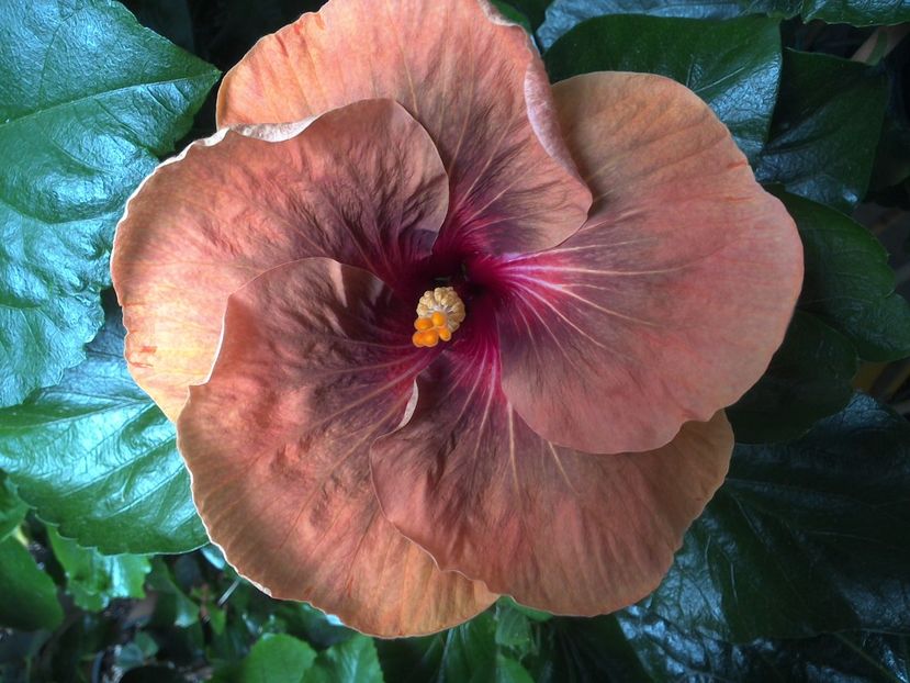 WIN_20170623_095551 - Tahitian Dark Congo