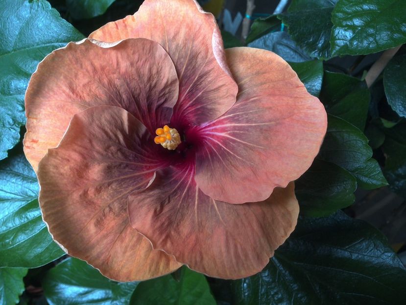 Tah.Dark Congo - 0Hibiscus in colectie infloriti