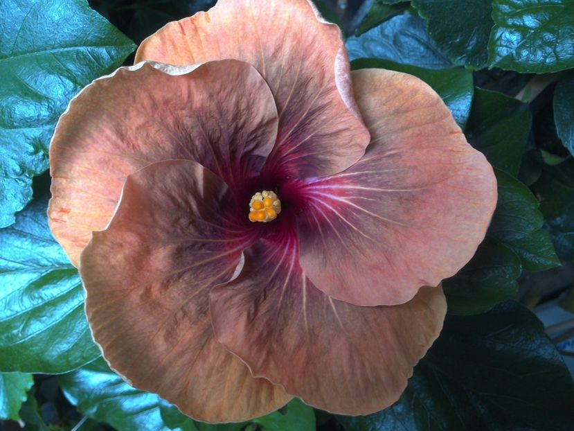 Tah.Dark Congo - 0Hibiscus in colectie infloriti