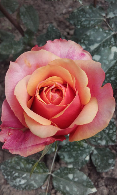  - CHERRY BRANDY TH 3