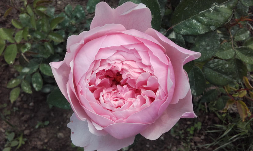  - THE ALNWICK ROSE David Austin 3