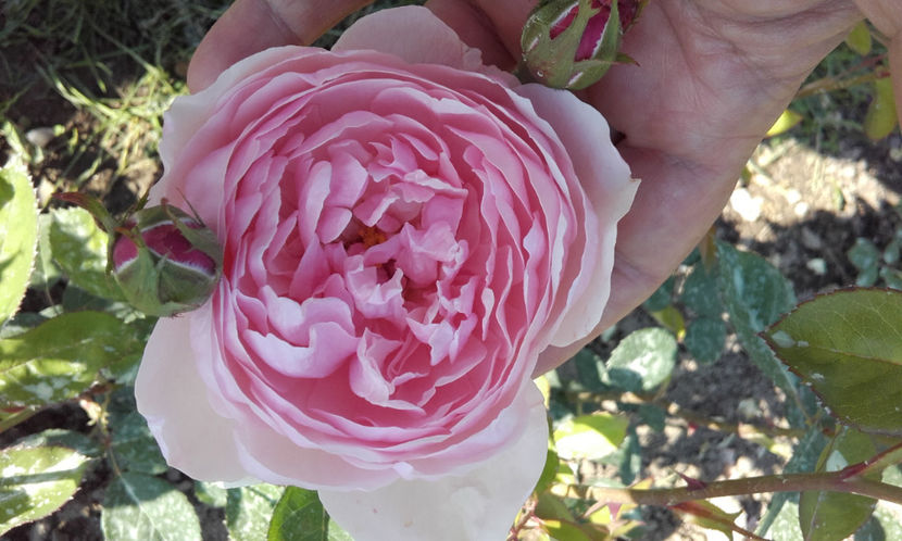  - THE ALNWICK ROSE David Austin 3