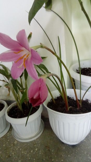 Zephirantes - Alte flori si plante