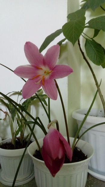  - Alte flori si plante