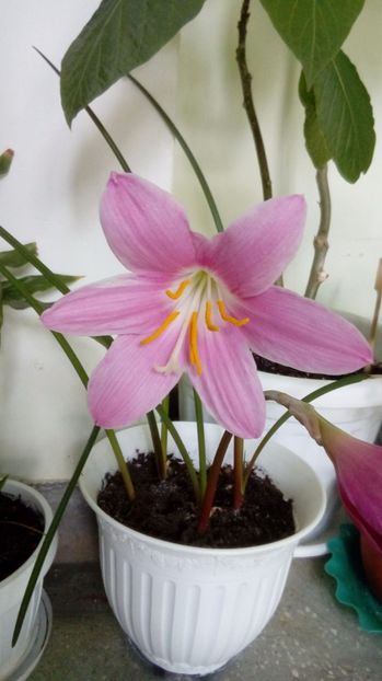 Crinul fermecat - Alte flori si plante