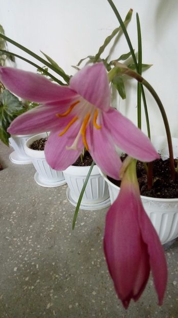  - Alte flori si plante