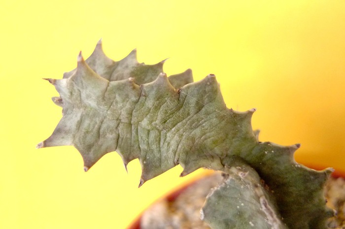 Huernia zebrina ssp. zebrina 15 02 2010 - Aspecte de iarna - Asclepiade