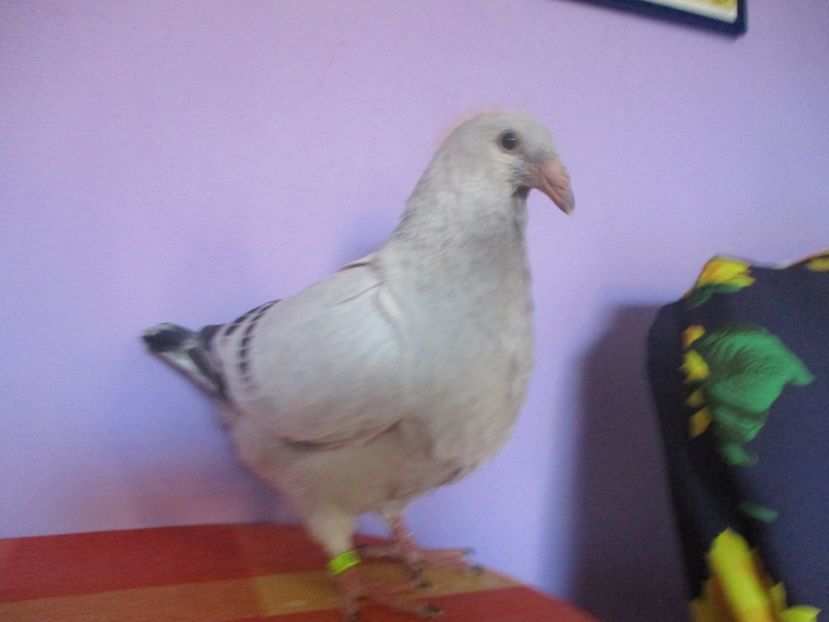 6877-17 - Tineret 2017