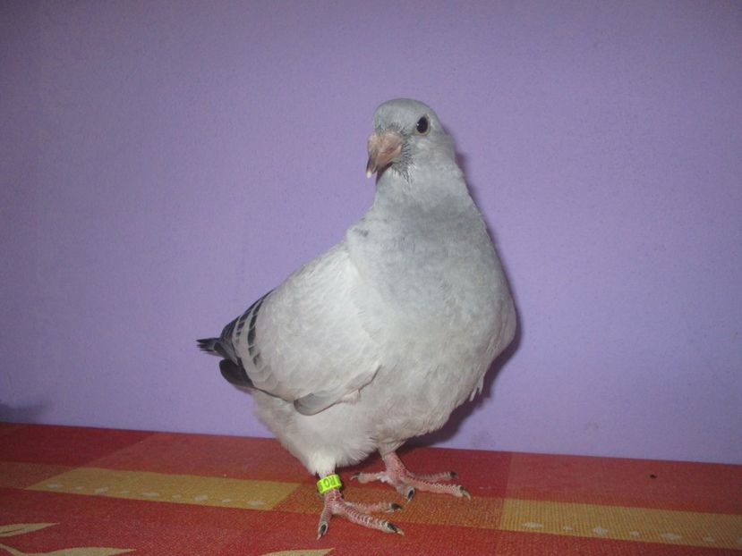 6878-17 - Tineret 2017