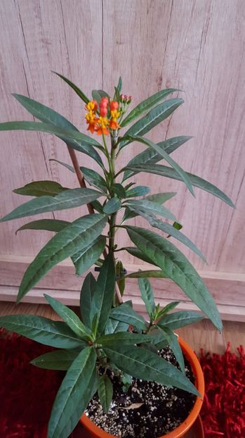  - Asclepias curasavica