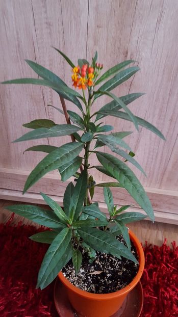  - Asclepias curasavica