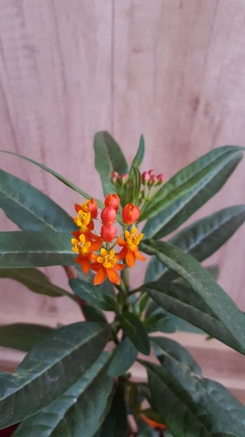  - Asclepias curasavica