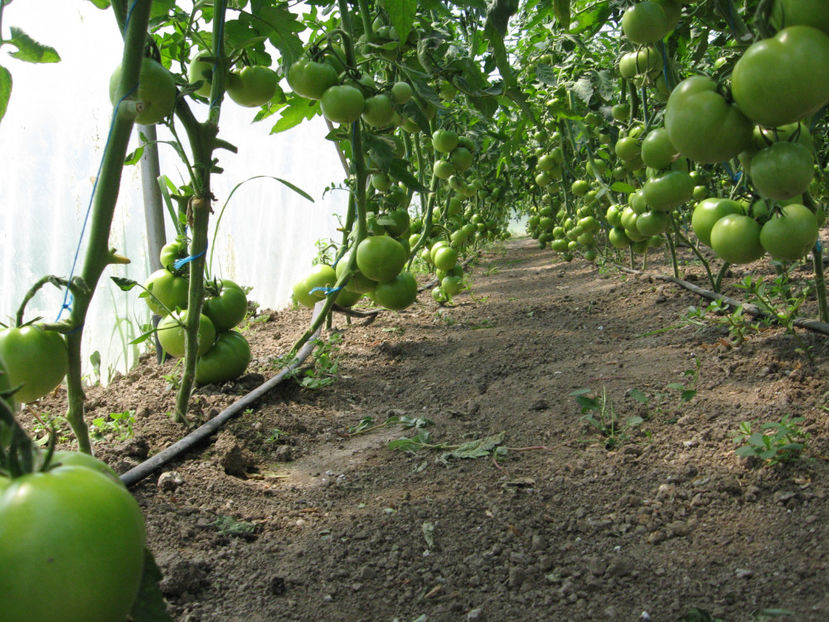  - imagini 23 iunie 2017 solar 01